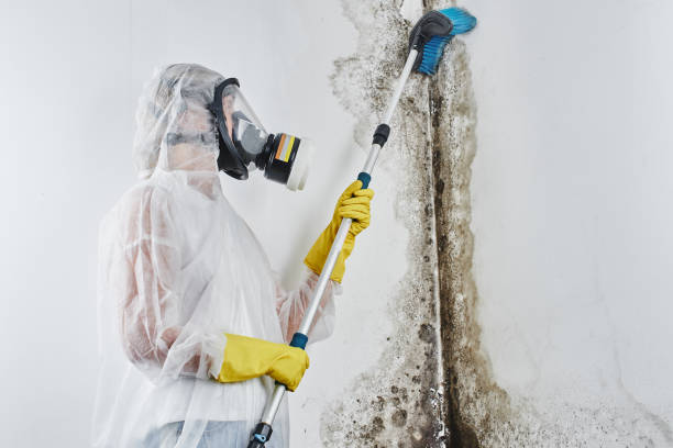 Mold Testing and Removal in Chickamauga, GA