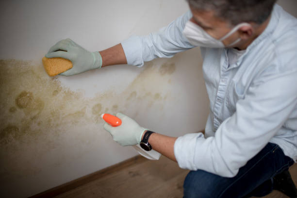 Attic Mold Removal in Chickamauga, GA