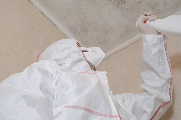 Best Mold Testing and Removal  in Chickamau, GA