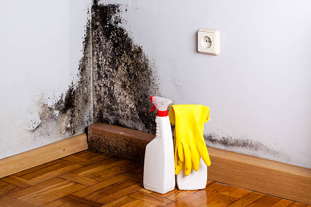 Best Professional Mold Removal  in Chickamau, GA