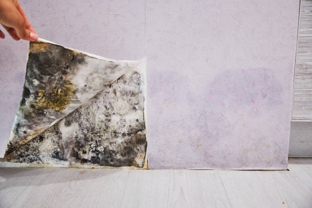 Best Mold Removal Near Me  in Chickamau, GA